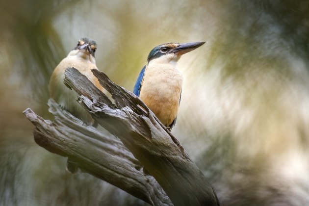 Judging wildlife can be a challenge. Yes, we want to reward the author for getting close enough to their subject, but we should also be looking for deeper complexities within the image too, such as we see in this image by Simone Panepinto. Note the diagonals, the second bird looking to camera and the gentle softness in the background that all provide support to the main subject.