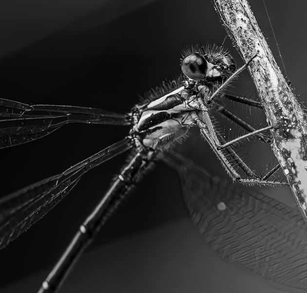Damselfly by Don Dickins. “As I am often not able to get away from carer duties at home, I escape to the bush reserve over my back fence to indulge in some photographic therapy. Damselflies are a tiny wrinkle in the light but with a macro lens and a lot of patience we can see them up close. Often small things processed in black and white have greater visual and structural impact without the distraction of colour. Canon 5D Mark III, EF100mm f/2.8 Macro USM lens. 1/80s @ f6.3, ISO 2500.