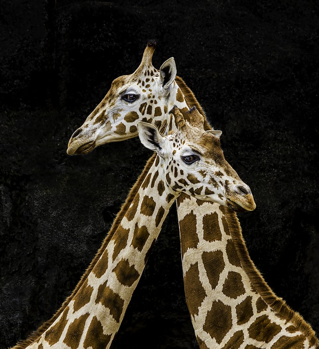 Two Giraffes by Pennant Hills Club member Don Dickins. “Our club had organised a special outing to photograph Taronga Zoo, and I was keen to photograph a giraffe where its eyes could be seen. Often in bright light, the eyes just appear as black spots. I was fortunate enough to get two giraffes together with their eyes lit. With some processing I was able to fade the background so that the subjects were better defined.” Canon 5D Mark III, 150-500mm lens @ 370mm. 1/1250s @ f9, ISO 1250.