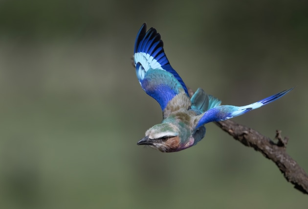 A lilac breasted roller. Nikon Z9, AF-S NIKKOR 500mm f/5.6E PF ED VR lens. 1/3200s @ f5.6, ISO 500.