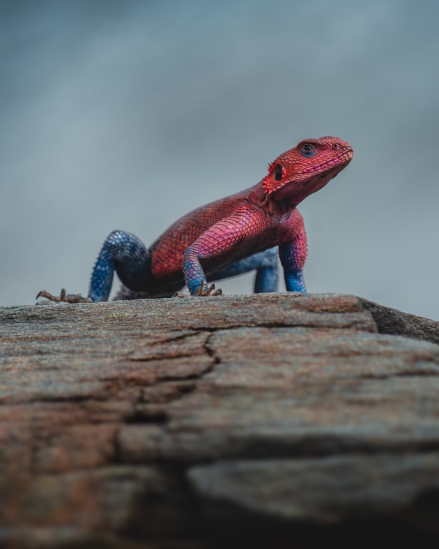 Mwanza flat-headed rock agama, Maasai Mara, Kenya. Our driver spotted this vibrant little lizard as we were passing through a river crossing. I asked him to stop just as the crack in the rock had perfectly lined up with the lizard to create the illusion of a leading line. This species is also known as the “spider-man agama” – I bet you can’t guess why! Sony A7 IV, FE 100-400mm f/4.5-5.6 GM lens @ 400mm. 1/1600s @ f5.6, ISO 200.