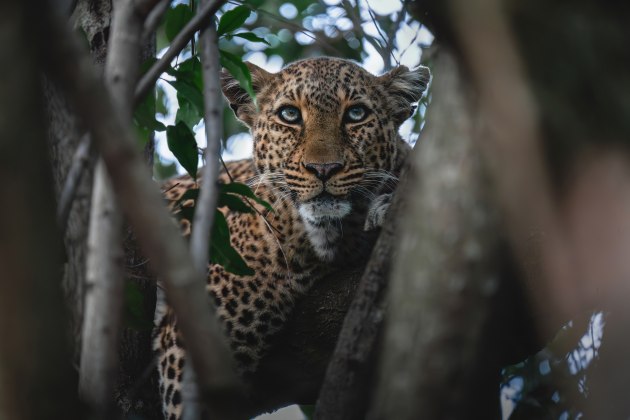 Leopardess, Maasai Mara, Kenya. One of my most treasured wildlife encounters to date. We had been searching for this leopard all day but she was hiding deep in a tree canopy. People had reported that she was facing with her back to us, but just as our car drove by, she turned around and looked our way, giving me a few brief seconds to reposition myself in the car so that I could frame her with the surrounding branches. A moment I will truly never forget. Sony A7 IV, FE 100-400mm f/4.5-5.6 GM lens @ 400mm. 1/1250s @ f5.6, ISO 5000.