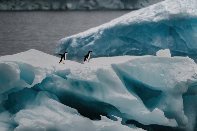 Adelie Penguins. Nikon D850, 500mm f/5.6 lens. 1/4000s @ f5.6, ISO 200.