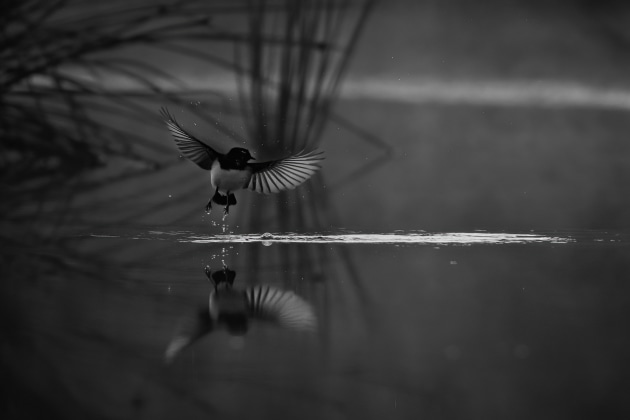 Nikon D850, 600mm f/4 lens. 1/1250s @ f4, ISO 1600.