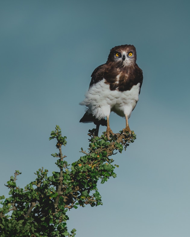 Black-chested Snake Eagle ⏤ Maasai Mara, Kenya. The thing that drew me to this eagle’s position was the way that the branch acted as a natural leading line. Using the rule of thirds to place the eagle on the opposite corner to the branch felt like the perfect way to balance the frame. Sony Alpha A7IV, FE 100-400mm f/4.5-5.6 GM lens @ 400mm, 1/2000 sec @ f/5.6, ISO 200.