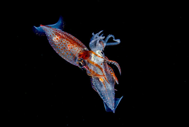 Winner, Blackwater, ‘Hunting’ by Kyungshin Kim; Anilao, Philippines | 2024 Ocean Art Underwater Photo Contest