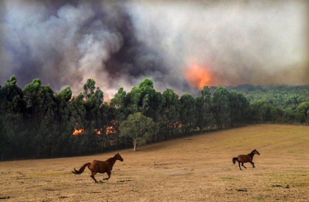 Panicked horses run from an out of control bushfire in Tynong North, near Bunyip, Victoria. Captured in March 2019. Canon EOS-1D X Mark II, EF16-35mm f/2.8L II USM lens @ 35mm. 1/320s @ f5.6, ISO 1250.