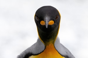 Better birds: Tips for great bird photos