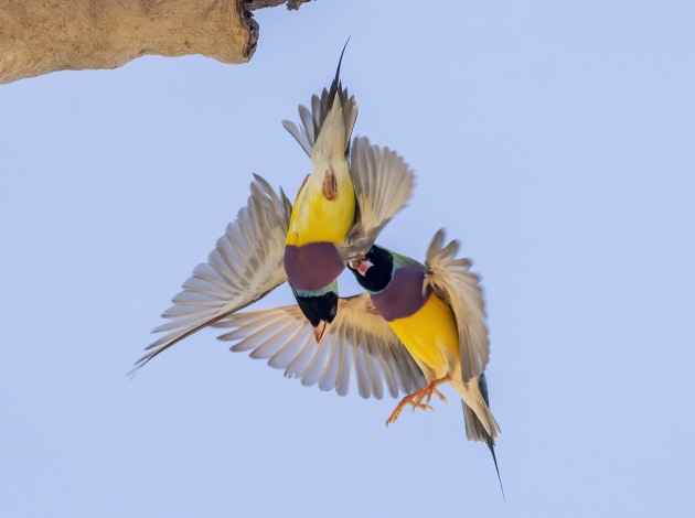 I have spent many days sitting at active Gouldian nesting sites. By putting in the time and effort I have been fortunate enough to be presented with some wonderful photo opportunities, such as the one depicted here, with two male Gouldians fighting below a nesting hollow when an intruder was attacked by the defending nesting bird. Normally no finch species is spared, with errant Long-tailed Finches (the next most common intruders after Gouldians) also being chased away from nesting hollows.
Sony A7RM4. FE 200-600mm F5.6-6.3 G OSS @ 266mm. 1/3200 sec @ f/5.6. ISO 1250.