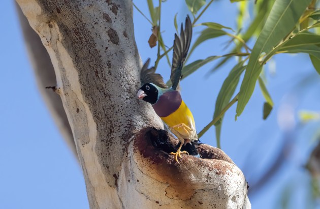 Another favourite image I’ve captured here is the look of horror on the face of one inquisitive Gouldian. As it turns its tail to fly
away from a nesting hollow, the nesting bird came flying out of the log and bit it on the bum! Sony A7R IV, Sony 200-600mm F5.6-6.3 lens
@ 400mm. 1/3200s @ f6.3, ISO 1250.
