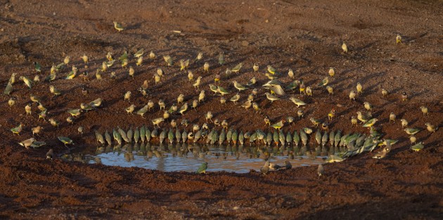 It is late October in a poor wet season and this tiny pool is all that remains in a river system that rarely dries up. The sight of hundreds of Gouldians (and a small number of Long-tailed and Masked Finches) in various stages of colouration coming into drink in the morning is one of the best bird-watching experiences imaginable. Out of frame, a further large group of Gouldians remain in a Boab Tree waiting their turn to drink. Sony A7R IV, Sony 200-600mm F5.6-6.3 lens @ 200mm. 1/1250s @ f7.1, ISO 1250.