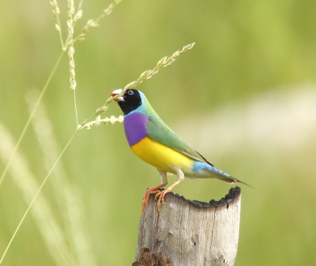 A male black-headed Gouldian lands on a burnt stump and reaches out to take hold of a Cockatoo Gras seed head. Although Gouldians readily feed by landing on seeding grass stems they prefer to land on a stump, branch, termite mound or other object (if they
exist in the area where they are feeding) and use these as a sturdy feeding base.
Canon EOS 5DS R. Sigma 150-600mm F5-6.3 DG OS HSM @ 600mm. 1/2000 @ f/6.3. ISO 1250.