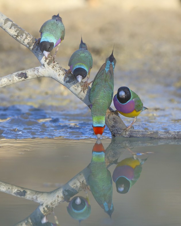 Four adult Gouldian Finches avoid getting muddy feet by drinking from a dead branch at an old gravel pit. Canon EOS 5DS R, 600mm F/4L IS II lens @ 600mm. 1/800s @ f4, ISO 2000.