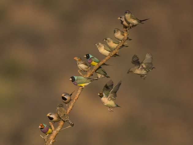 A mixture of Gouldians, Zebra and Long-tailed Finches jostle for a perch position. When setting up to take images like this I try to ensure a pleasing non-distractive background. Note on the left-hand side of the image some green patches which are large trees
on the background hill. Originally these appeared in the middle of the image, but I found they detracted from the scene and as a
result I moved a couple of metres to avoid them. If possible,
I try to avoid white gums in the background as these can create annoying highlights in a scene. In the end I had a lovely background, pleasing light and plenty of finches. All I needed was some action and this came by way of the female and immature Gouldian flying in to land and it took the image to the next level. Sony A7R III, Sony 100-400mm F4.5-5.6 lens + 1.4X Teleconverter @ 560mm. 1/2000s @ f8, ISO 640.