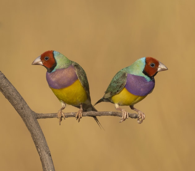 I am sure I could never repeat this symmetrical image if I tried! I was photographing a group of Gouldians on a branch when I spotted a red-headed male on this lower small twig and incredibly, when I focused my camera on it, another landed alongside creating this mirror-like image. Sony A7R IV, Sony 200-600mm F5.6-6.3 lens + 1.4X Teleconverter @ 840mm. 1/1000s @ f9, ISO 250.