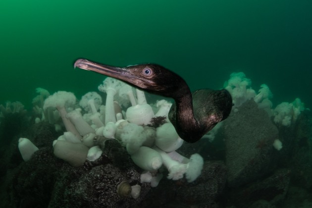 Winner, Cold Water, ‘Curious Cormorant’ by James Emery; Metridium Fields, Monterey, California | 2024 Ocean Art Underwater Photo Contest.