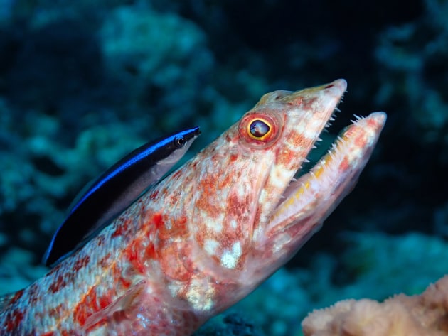 Winner, Compact behaviour, ‘Mutualism’ by Naomi Springett; Great Barrier Reef, Australia | 2024 Ocean Art Underwater Photo Contest