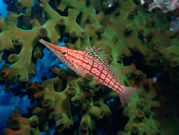 Winner, Compact Macro, ‘Longnose Hawkfish’ by Naomi Springett; Great Barrier Reef, Australia | 2024 Ocean Art Underwater Photo Contest