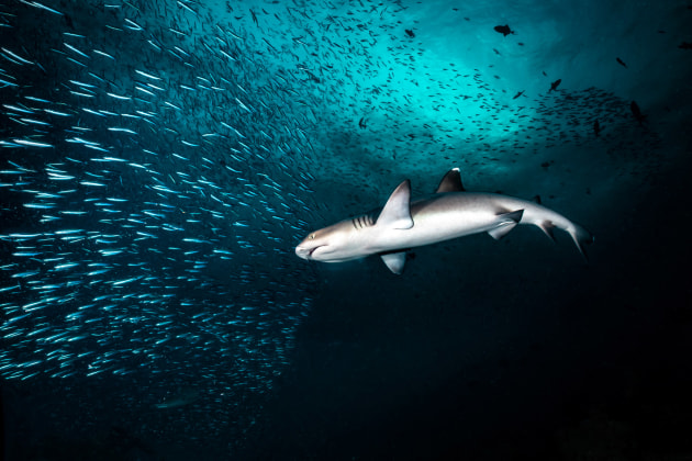 Winner, Compact Wide Angle, ‘Hunting in the Night’ by Marco Lausdei; Maldives | 2024 Ocean Art Underwater Photo Contest