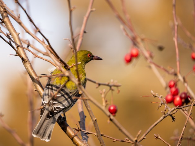 Hungry Oriole by Dani Maver