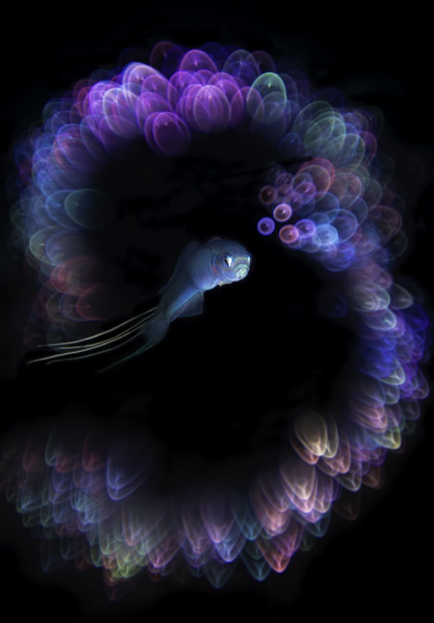 Winner, Underwater Digital Art. ‘Desire’ by Unkoo Kim; Seogwipo, Jeju Island, South Korea | 2024 Ocean Art Underwater Photo Contest.