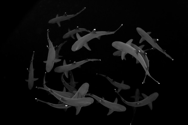 ‘Dancing White Tips’ by Eduardo Labat; Roca Partida, Revillagigedo, Mexico | Best in Show, First Place in Black and White category, 2024 Ocean Art Underwater Photo Contest.