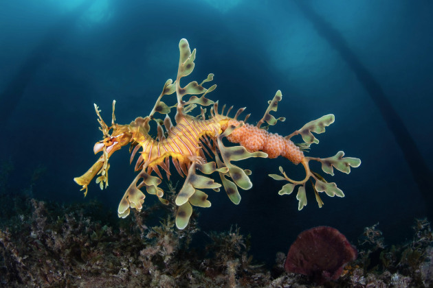 Portrait winner - ‘Exceptional Shipping’ by Stefano Cerbai; Australia | 2024 Ocean Art Underwater Photo Contest