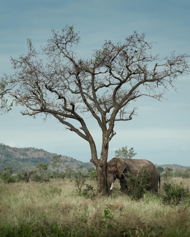 On an evening game drive in Kruger National Park, we came across this lone elephant bull pressing his head against an acacia. Shooting with a zoom telephoto, I was able to zoom out and capture this emotive portrait of his moment of connection with the tree. Sony A7 IV, FE 100-400mm f/4.5-5.6 GM lens @ 100mm. 1/2000s @ f5.6, ISO 160.