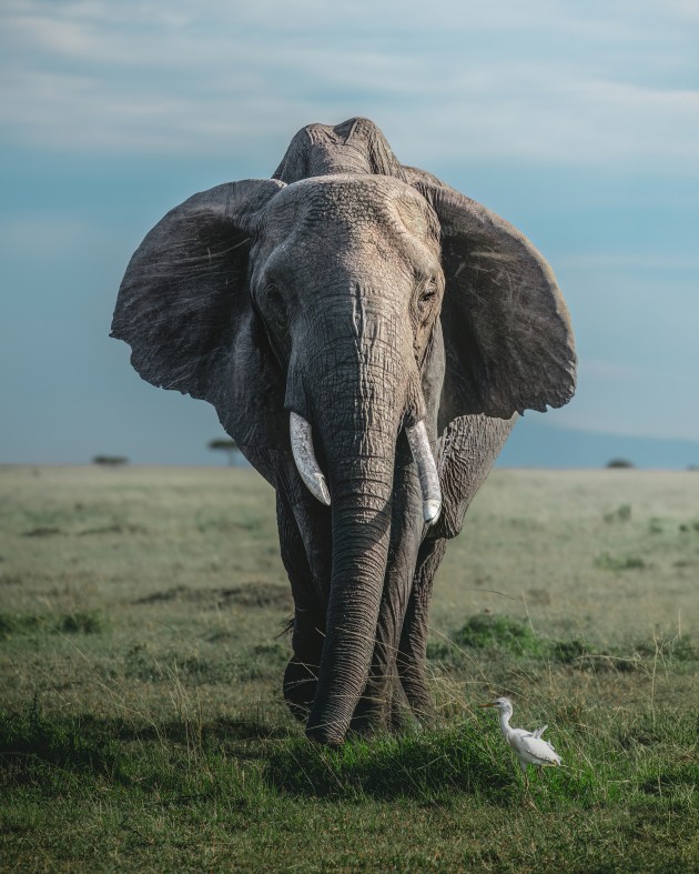 Bull Elephant ⏤ Maasai Mara, Kenya. A small elephant herd were wandering through the savanna with these cattle egrets staying close by, picking up any bugs that were flicked up in their path. I waited for this male to turn, and wanted to show off his grandeur by placing him in the centre of the frame and incorporating the egret to emphasise his size and scale. Sony Alpha A7IV, FE 100-400mm f/4.5-5.6 GM lens @ 194mm, 1/2000 sec @ f/5.6, ISO 200.