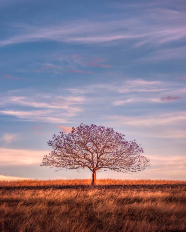 Glen Sinclair, Lone Jacaranda