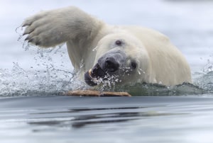 World Nature Photography Awards announces winners