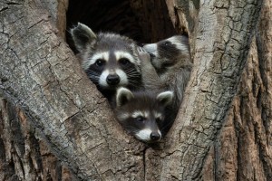 Comedy Wildlife Awards 2024 share nature's funny moments