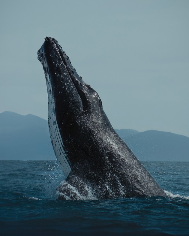 During my photography workshop down at Wilsons Promontory, we went out on a cruise in search of humpback whales. After a few hours, the crew spotted this mother and her calf breaching and splashing on the ocean surface. I urged my workshop group to squat down low and photograph between the railing to get closer to the surface level and capture the headland in the background of the frame. We were so lucky that the whales cooperated and breached right in front of us! Sony Alpha A7IV, FE 100-400mm f/4.5-5.6 GM lens @ 192mm, 1/2500 sec @ f/5.6, ISO 125.