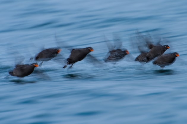 Crested Auklets. Nikon D810, 70-200mm f/2.8 lens. 1/25s @ f11, ISO 100.
