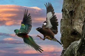 The 93-year-old photographer still chasing the perfect bird shot