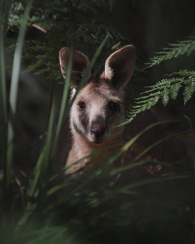 Eastern Grey Kangaroo, VIC. I went out with the intention of creating a unique portrait of a kangaroo, and I was so thankful to have had this connection with an eastern-grey. It was in the peak of summer and she was sitting in the bushes hiding from the blazing heat, peacefully watching as I peered through the shrubs to frame her with the surrounding foliage. Sony Alpha A7iii, FE 100-400mm f/4.5-5.6 GM lens @ 400mm, 1/1600 sec @ f/5.6, ISO 1250.