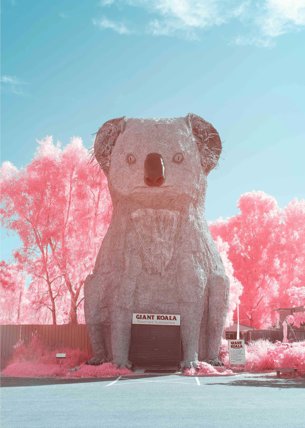 A giant koala at Dadswell Bridge between Stawell and Horsham.