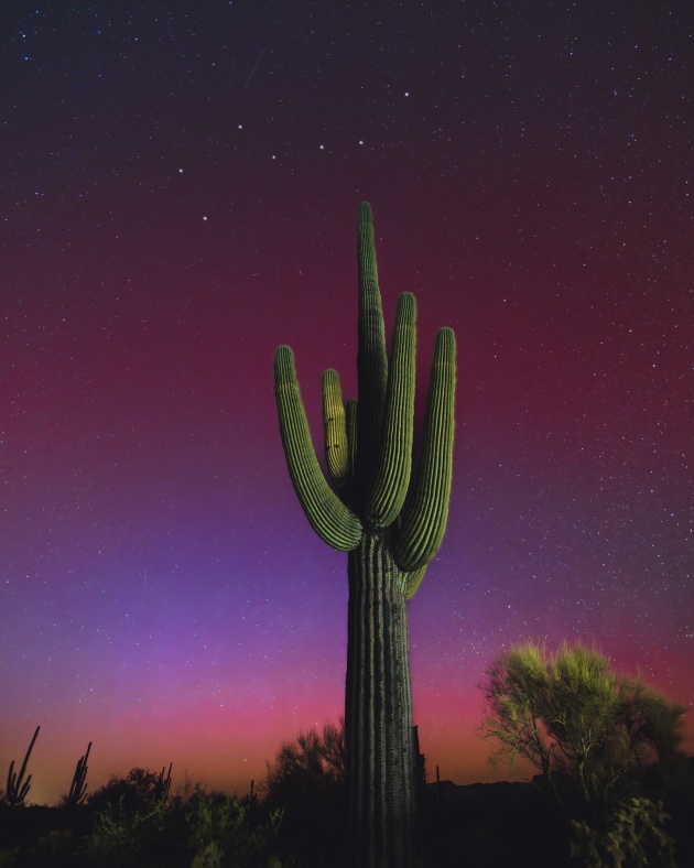 “Looking North” – Lynsey Schroeder
Arizona, USA
It’s not every day that the Northern Lights make it as far south as Southern Arizona! I’ve been captivated by the aurora ever since I first saw it in Iceland in 2018, so when I heard there was a chance to witness it here, I didn’t hesitate to grab my gear and head into the desert with a couple of friends.
My expectations were low, but the show completely exceeded them! As soon as we stepped out of the car, we could clearly see a pink glow on the horizon, occasionally pulsing with shimmering pillars as the night went on. I achieved a photography goal I never imagined I’d accomplish: capturing the aurora shining over the beautiful saguaros of the Sonoran Desert.