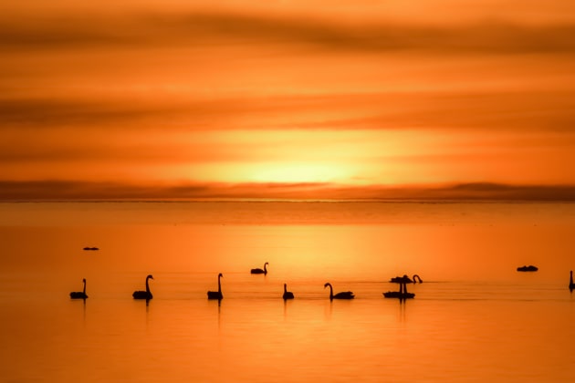 © Marjan Kaashoek - Black swans at sunset - People's Choice
