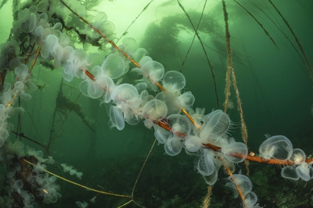 Winner, Nudibranches. ‘Hooded Nudbranchs’ by Borut Furlan | 2024 Ocean Art Underwater Photo Contest.