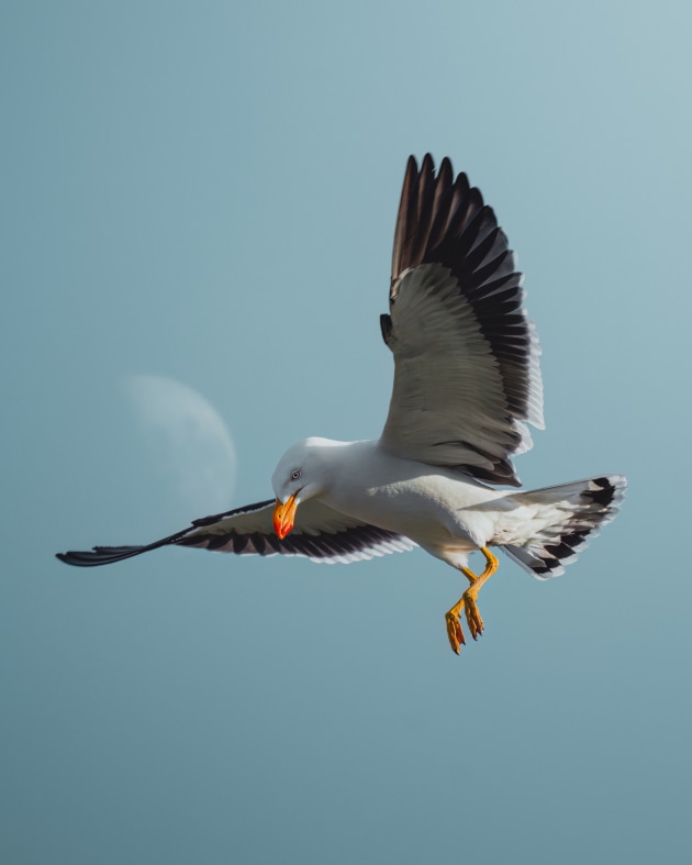 Pacific Gull ⏤ Wilsons Prom, VIC. During one of my photography workshops last spring, I took my group out with the intent of photographing birdlife with the moon. I noticed that these gulls were frequently landing on top of this light post, so we lined ourselves up with the moon behind it, and patiently waited for them to come in and land. Sony Alpha A7IV, FE 100-400mm f/4.5-5.6 GM lens @ 400mm, 1/2000 sec @ f/5.6, ISO 800.