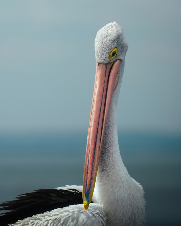 It was a beautiful day at Phillip Island in Southern VIC when we came across this elegant pelican resting on a pier. By standing at his level I was able to capture the beauty of the ocean in the background, and using the rule of thirds I was able to line up his eye on an intersecting line to create balance in the scene. Sony Alpha A7iii, FE 100-400mm f/4.5-5.6 GM lens @ 400mm, 1/1600 sec @ f/5.6, ISO 125.