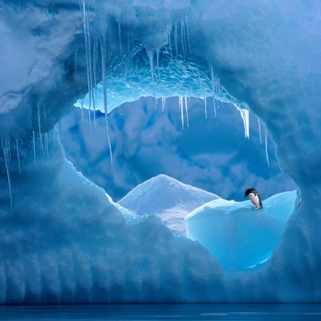 Captured by Mosman Camera Club member Robin Moon, her image Penguin Portal was taken from a zodiac at water level in the Lemaire Channel in Antarctica in 2022. “Whilst slow cruising through an iceberg 'graveyard' I was immediately attracted to the shape and texture of the hole, the sharp icicles and the patterned ice behind,” she says. “I knew instantly all that created the basis for a strong image. Initially the scene was empty and after asking my zodiac driver to swing back around to ensure I had not missed the best possible composition, the little Adelie appeared. In post processing I moved him to a more prominent place, hence creating a composite. The Adelie peering at the water whilst the jagged icicles melted above him ,became a metaphor for his fragile existence in a pristine wilderness slowly affected by climate change.” Sony A1, FE 100-400mm F4.5-5.6 GM OSS lens @ 400mm. 1/2500s @ f6.3, ISO 500.