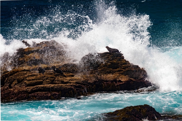 Bermagui Seals by Phillip Hay