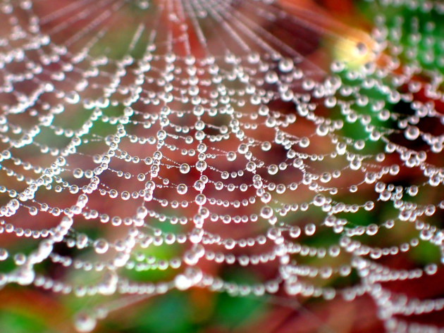 © Rachel Kneubuhler- Rows of Droplets - Highly commended and Facebook People's Choice Winner