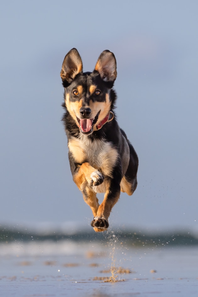 Sharnee O'Rourke, 'Pip, the Kelpie'