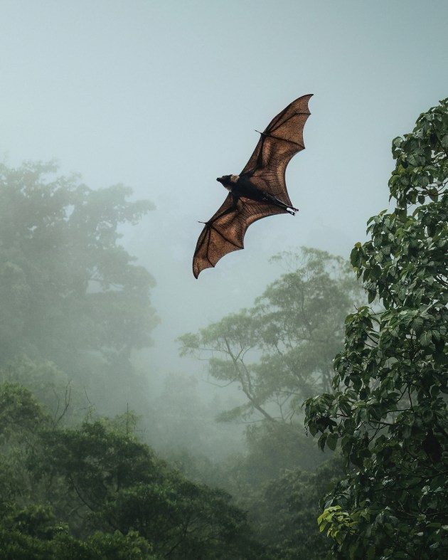 Spectacled Flying Fox ⏤ Far North Queensland. From our campsite in the heart of the Daintree Rainforest, I could see that a few flying foxes were soaring in and out of a flowering tree at dusk. I patiently waited for one to take flight in front of the foggy forest backdrop, making sure that I allowed ample negative space for it to soar into the frame. Sony Alpha A7iii, FE 100-400mm f/4.5-5.6 GM lens @ 200mm, 1/2000 sec @ f/5.6, ISO 1000.