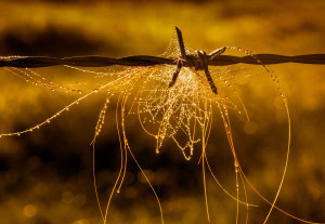 Behind the Lens: Making the familiar strange