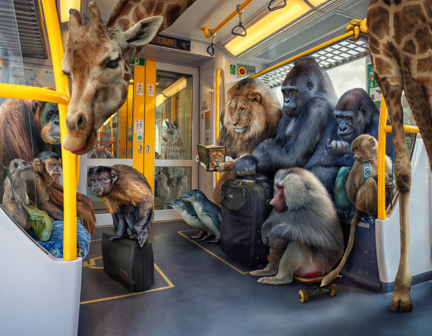 The Commute by All Creative Central Coast president Michelle Kennedy. “I love creating images of animals behaving like people and giving them personalities that we can identify with,” says Kennedy. “Each animal on the train represents someone different, and I take careful consideration to get the perspectives, shadows and colours of each element just right. There is something in every corner of my image and I hope people want to know what happens when they get off the train! The image was captured with multiple cameras and lenses, with every element photographed by Kennedy and composited in Adobe Photoshop.