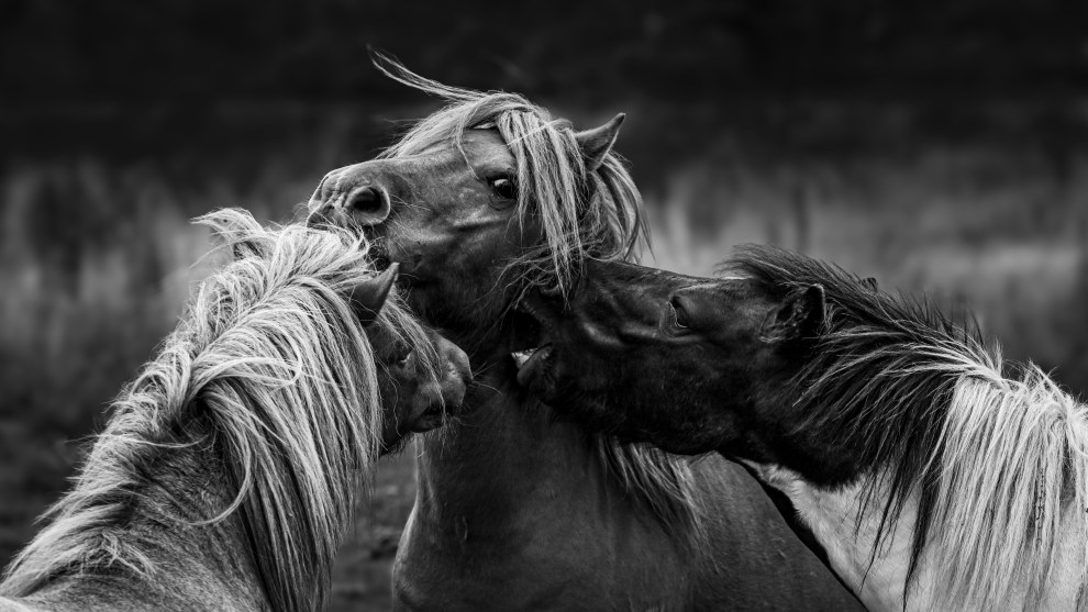 Nikon Z8, Nikkor F mount 70-200 F2.8 lens @ 105mm. 1/1000s @ f5, ISO 800.